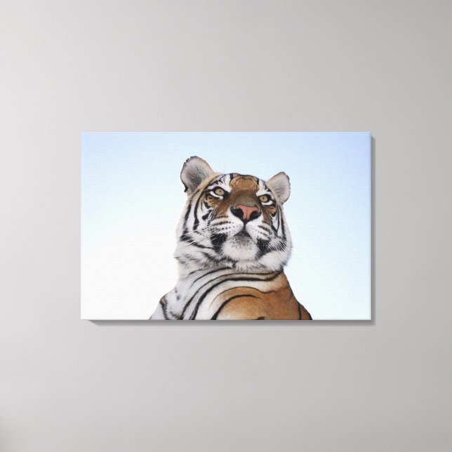 Low angle view of a Tiger (Panthera tigris) Canvas Print (Front)