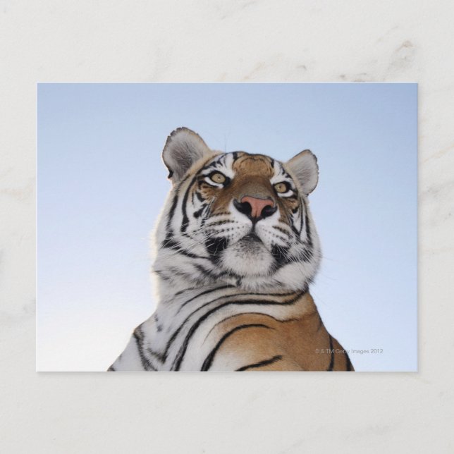 Low angle view of a Tiger (Panthera tigris) Postcard (Front)