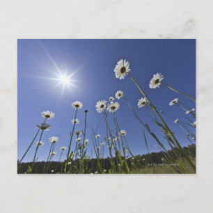 Low angle view of daisy flowers and sunburst postcard
