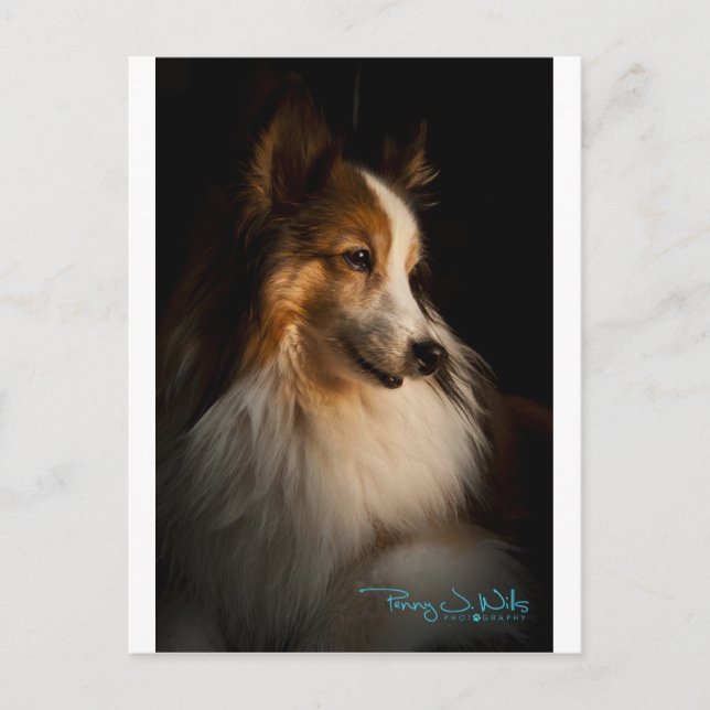 Low Key Shetland Sheepdog Postcard (Front)