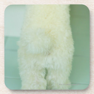 Low section view of a miniature poodle coaster