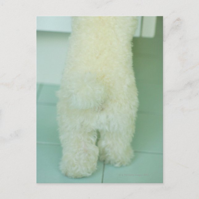 Low section view of a miniature poodle postcard (Front)