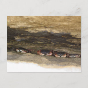 low tide postcard