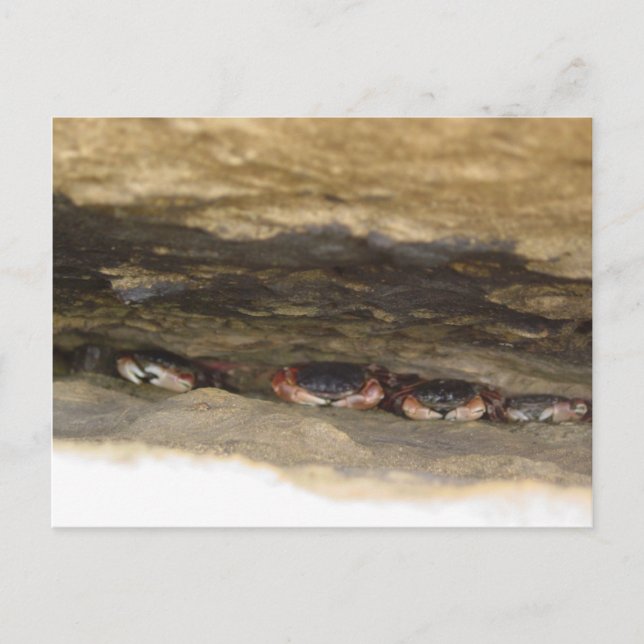 low tide postcard (Front)