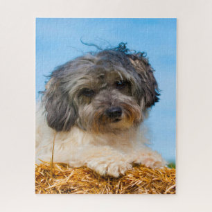 Löwchen Dog Breed. Jigsaw Puzzle