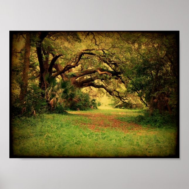Lowcountry Live Oak Poster (Front)