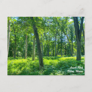 Lowell Park Dixon Illinois Postcard