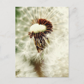 Löwenzahn 2012 postcard