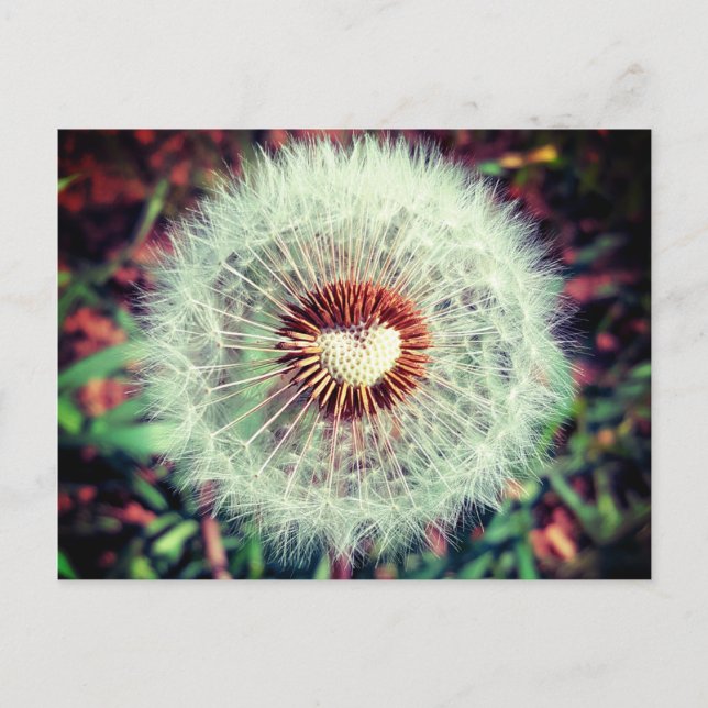 Löwenzahn Postcard (Front)