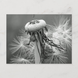 Löwenzahn Postcard