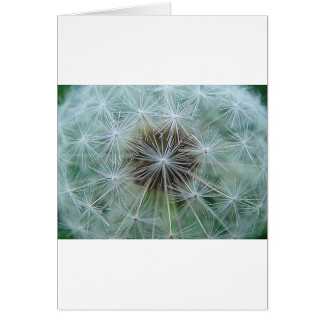 Löwenzahnmuster (Front)