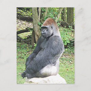 Lowland Gorilla in Sitting Pose Postcard