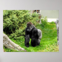 Lowland silverback male gorilla knuckle walking