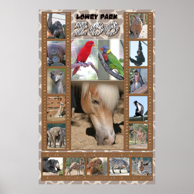 Lowry Park Zoo Poster (Front)