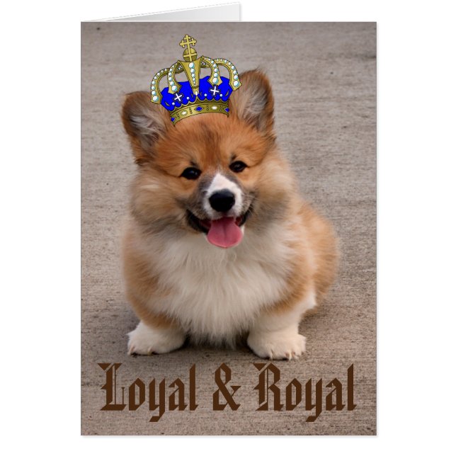 Loyal and Royal Corgi Puppy Photo (Front)