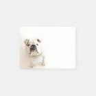 Loyal White Bulldog Photograph