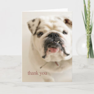 Loyal White Bulldog Thank You Card