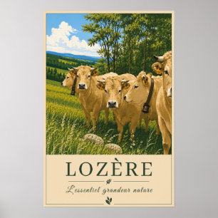 Lozère Cows Poster