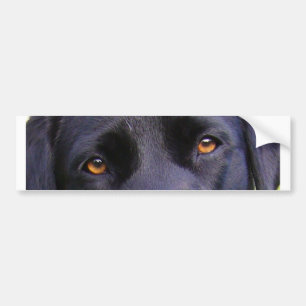 LR black eyes Bumper Sticker