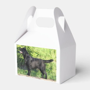 LR black lab full Favour Box