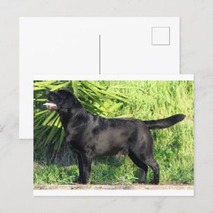 LR black lab full Postcard