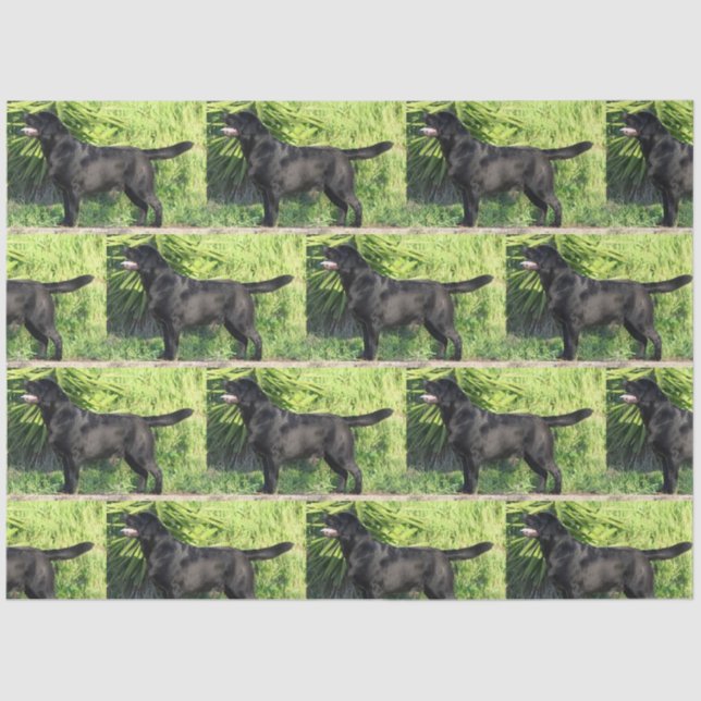 LR black lab full Tissue Paper (Front)