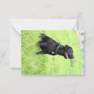 LR black lab sitting Card