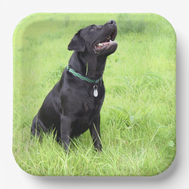 LR black lab sitting Paper Plate (Front)