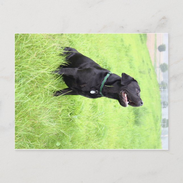 LR black lab sitting Postcard (Front)