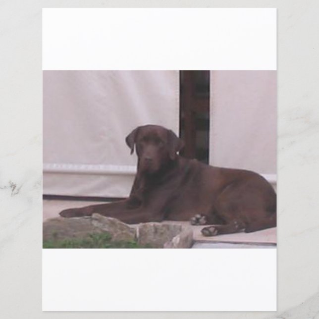 LR chocolate lab laying (Front)