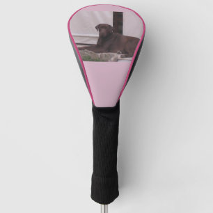 LR chocolate lab laying Golf Head Cover