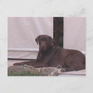 LR chocolate lab laying Postcard