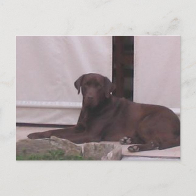 LR chocolate lab laying Postcard (Front)