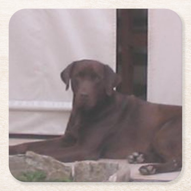 LR chocolate lab laying Square Paper Coaster (Front)