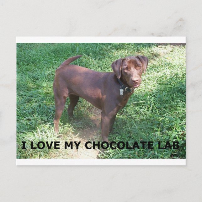 LR chocolate lab love with picture Postcard (Front)