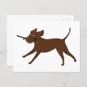 LR chocolate lab with stick Postcard