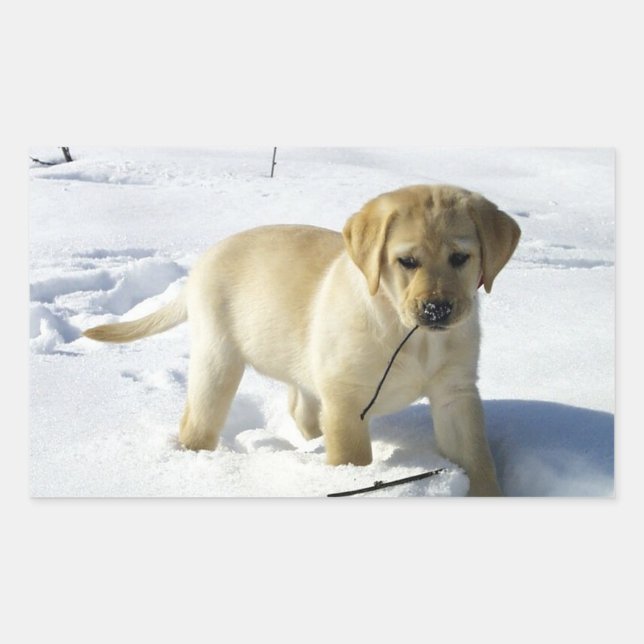 LR yellow lab puppy in snow Rectangular Sticker (Front)