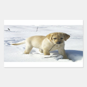 LR yellow lab puppy in snow Rectangular Sticker