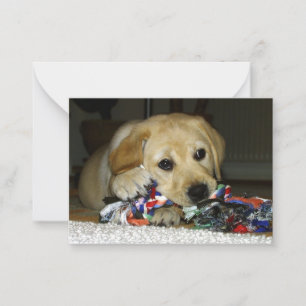 LR yellow lab puppy with toy Card
