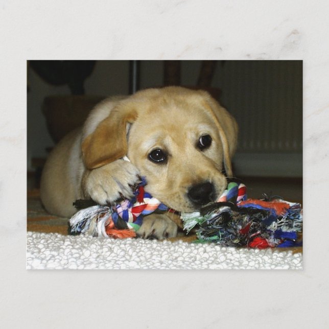 LR yellow lab puppy with toy Postcard (Front)