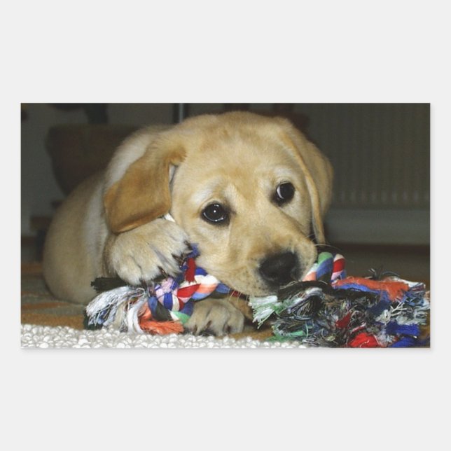 LR yellow lab puppy with toy Rectangular Sticker (Front)