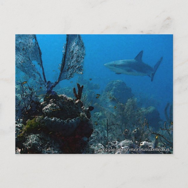 Ltd Edition Bahamian Reef Sharks Postcard (Front)