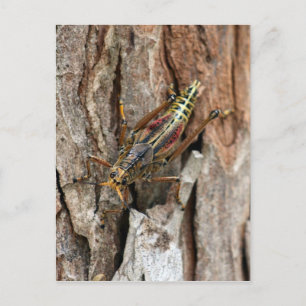 Lubber Grasshopper Postcard