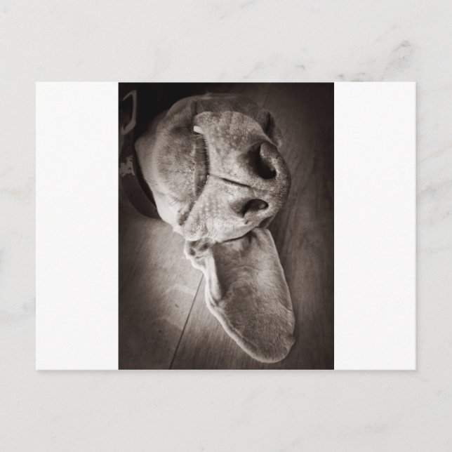 Lucca Postcard (Front)