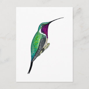 Lucifer Hummingbird Postcard
