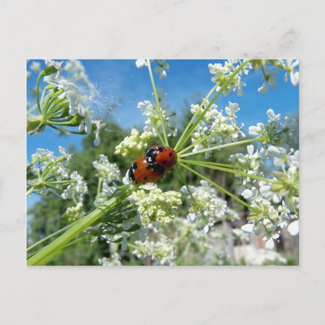 luck beetle postcard (Front)