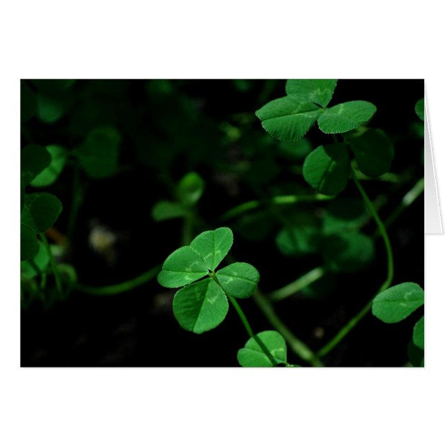 Lucky (Front Horizontal)