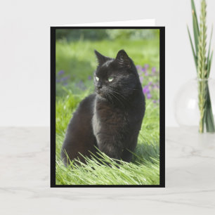Lucky Black Cat Card