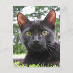 Lucky Black Cat Postcard