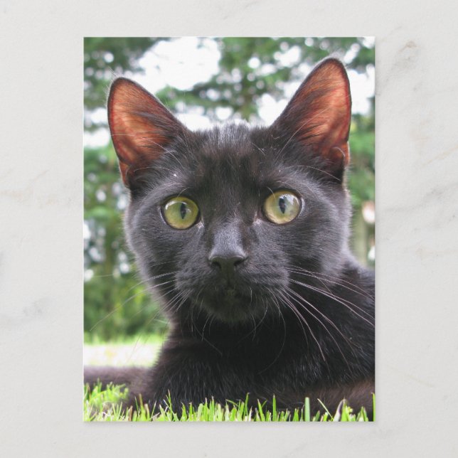 Lucky Black Cat Postcard (Front)
